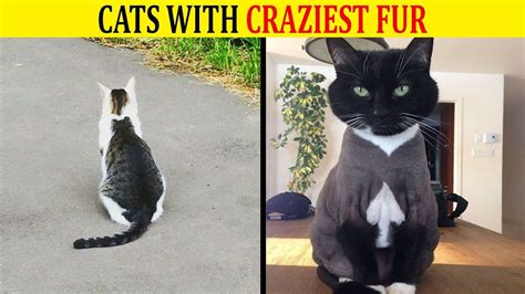 Cats With The Craziest Fur Markings Youd Almost Think Were