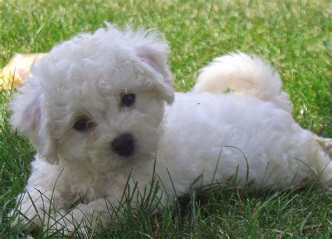 Rules of the Jungle: Bichon puppies