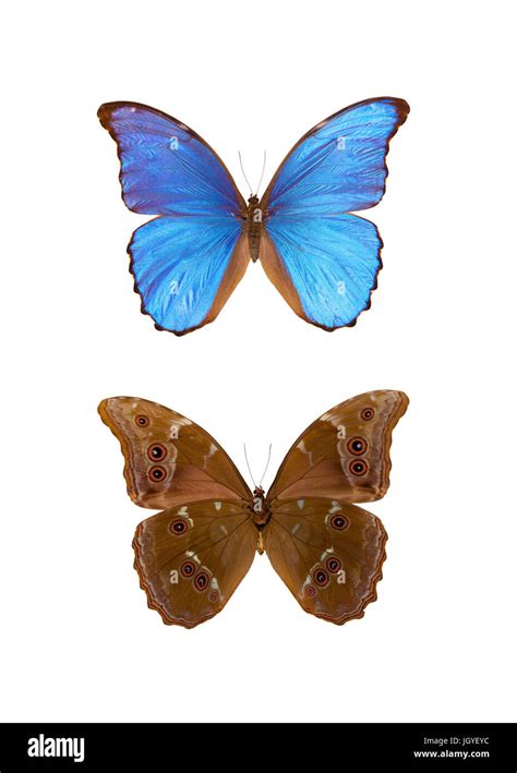 Mariposa Morfo Azul Gigante Imágenes Recortadas De Stock Alamy