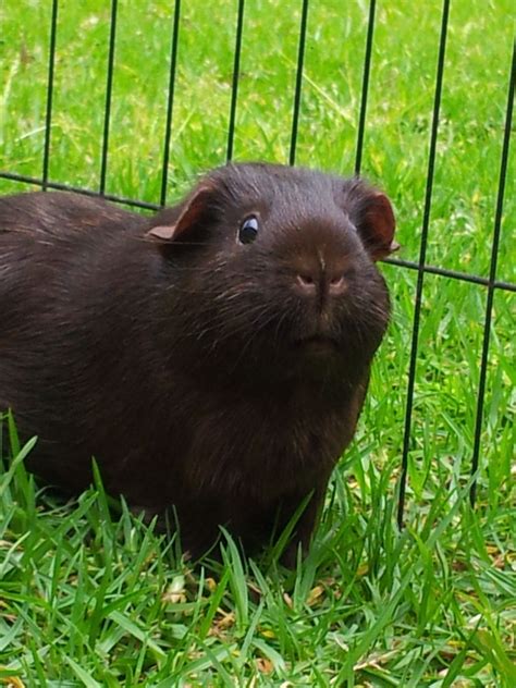 Cute Black Piggy Cute Guinea Pigs Pet Guinea Pigs Guinea Pigs