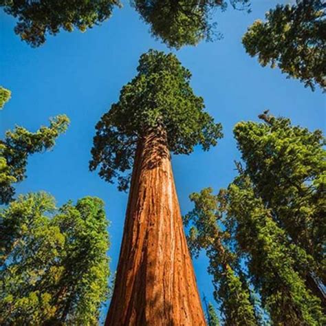 Buy Sequoia Sempervirens California Redwood Coastal Redwood