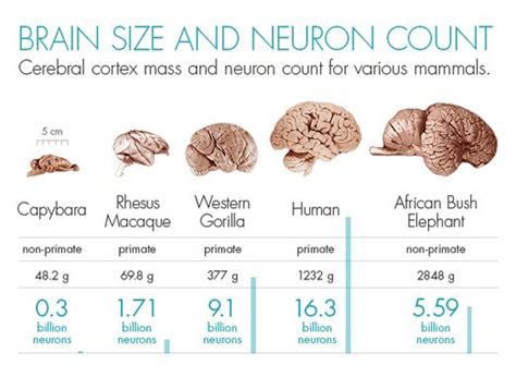How Humans Evolved Supersize Brains Quanta Magazine The Virtual