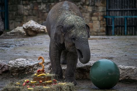 Cukiság overloaded - Így ünnepli szülinapját a budapesti állatkert kiselefántja | nuus.hu