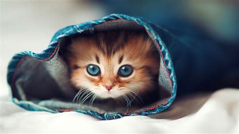 Download Free Cat Hd Wallpaper Full Pics Backgrounds Cats Desktop Hd
