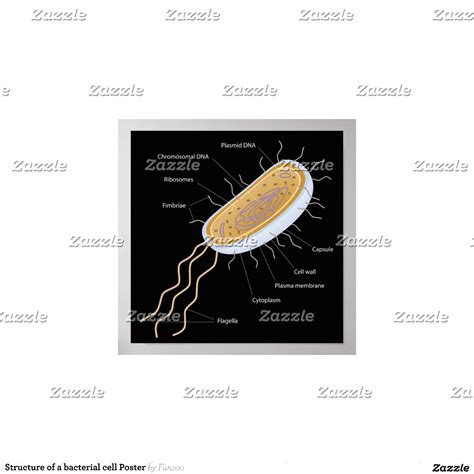 Structure Of A Bacterial Cell Poster Zazzle