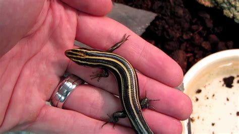 How To Tame A Blue Tailed Skink Five Lined Skink Youtube
