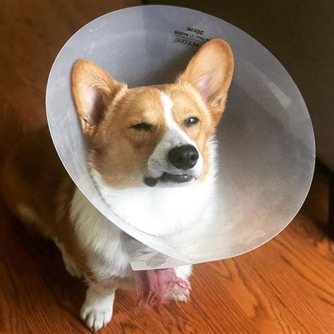 8 Of The Best Alternatives To The “cone Of Shame” Our Fit Pets