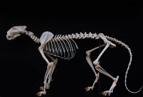 Leopard Skeleton Animal Skeletons Clouded Leopard Animal Anatomy