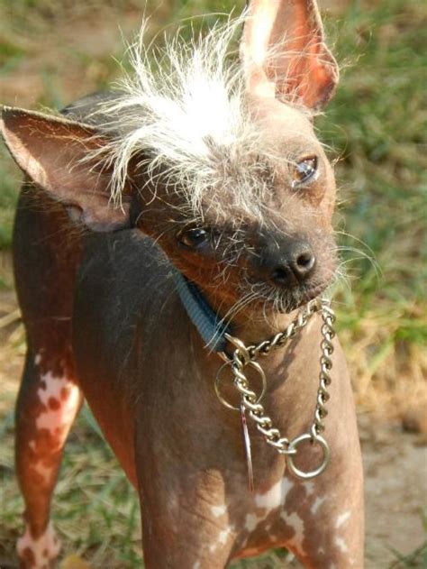 Little D Dallas Was An Amazing Foster Dog Chinese Crested Chihuahua