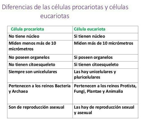 Diferencias Entre C Lula Eucariota Y Procariota Brainly Lat