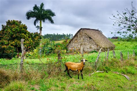 Exploring Viñales Farm Life In Rural Cuba