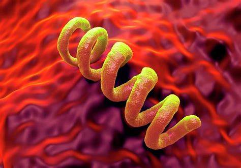 Treponema Pallidum Syphilis Bacterium Photograph By Science Artwork