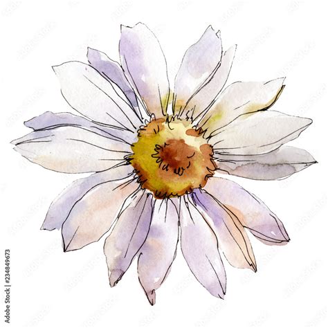 Daisy Flower Isolated Daisy Illustration Element Watercolor