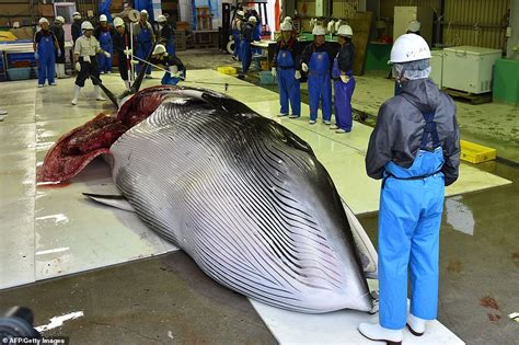 Comment S Appelle La Femelle De La Baleine - Depuis que le Japon a levé l'interdiction de la chasse à la baleine
