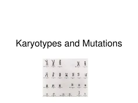 ppt karyotypes and mutations powerpoint presentation free download id 385738