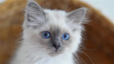 Birman Vs Ragdoll Ultimate Guide To The Two Cat Breeds