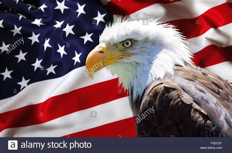 Background Wallpaper North American Bald Eagle On American Flag Punto De Cruz Moderno Kit De