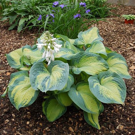 hosta Color Glory | Hostas, Shade plants, Hosta gardens