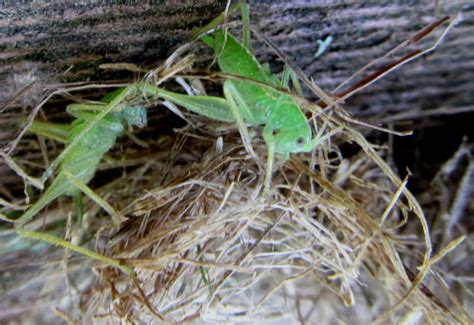 It was too hot to stay and watch, so i thought it might make a good first try time laps. Paralyzed Drumming Katydids found in Nest of a Grass ...