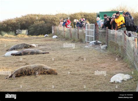 Donna Nook Nature Reserve Winter Hi Res Stock Photography And Images