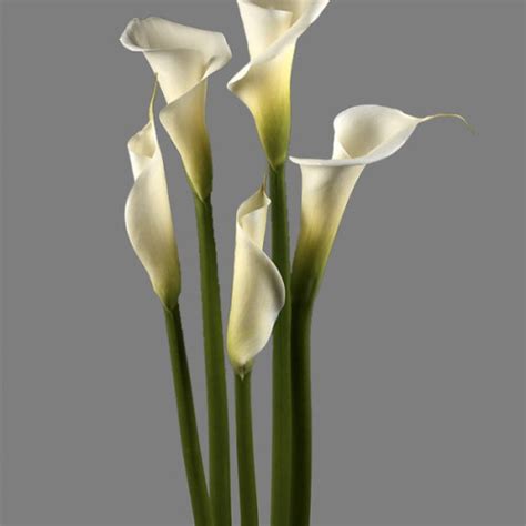 Cascade Calla Lily Bouquet White Stems