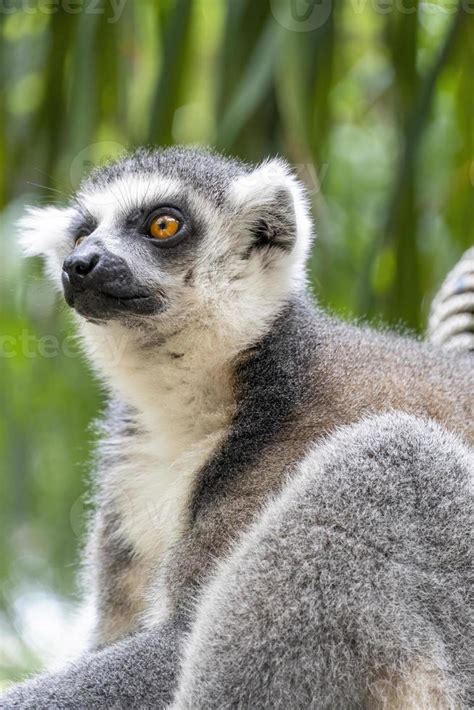Anillsfs Tailed Lemur Lemuroidea Sitting Quietly On A Branch