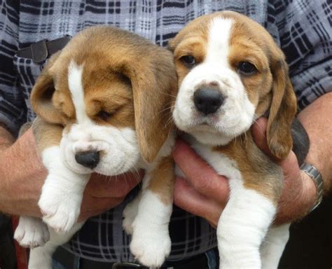 Find your beagle puppy in the want ad digest today! Beagle Puppies For Sale | Las Vegas, NV #221989 | Petzlover