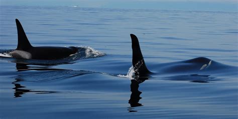 Southern Resident Orca Whales Ocean Ecoventures