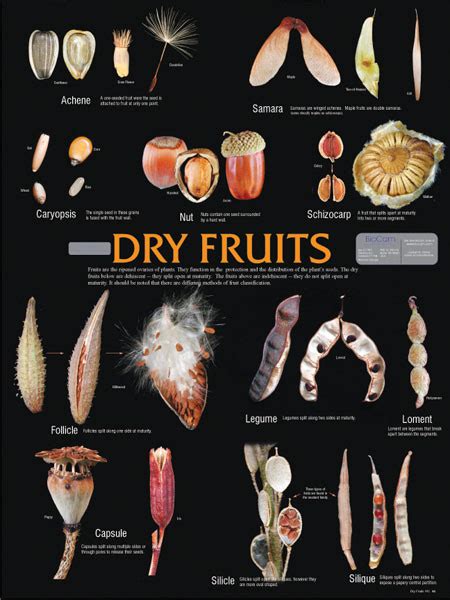 Wall Chart Dry Fruits