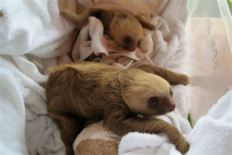 Spike And Sisi A Couple Baby Sloths From The Sloth Sanctua Flickr