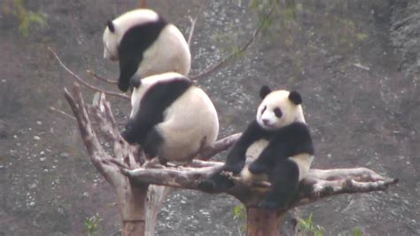 Baby Giant Pandas Eating Bamboo