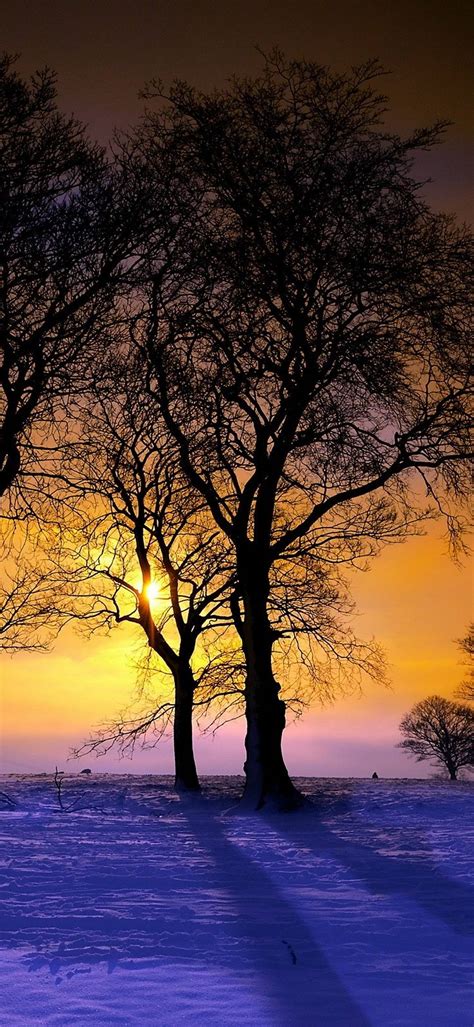 Winter Trees Sunset 1080x2340