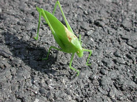 Katydid Grasshoppers Tettigoniidae 20 One Of Gods Little Folk