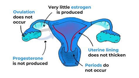 The Role Of Estrogen In Female Puberty Pregnancy And Menopause Peace X Peace