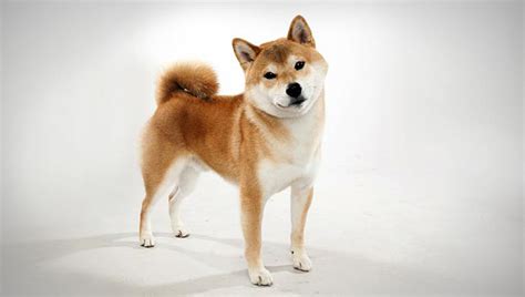 Shiba Inu Dog Breed Selector Animal Planet