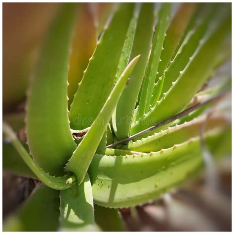 Fresh Green Aloe Vera Plant Aloe Vera Stock Photo Image Of Cactus