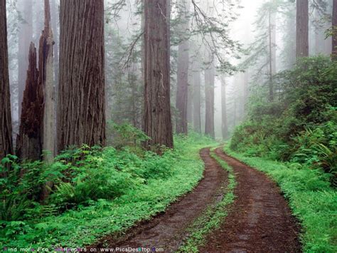 Beautiful Wallpaper Road In Forest Wallpaper