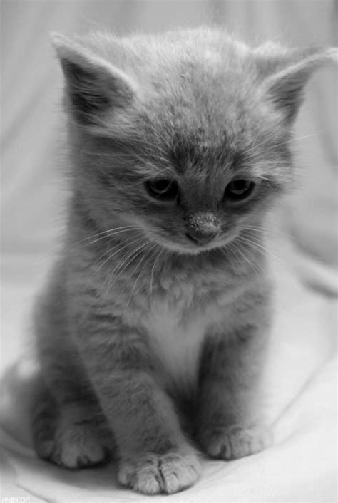 cute little kitten kittens photo 41528790 fanpop