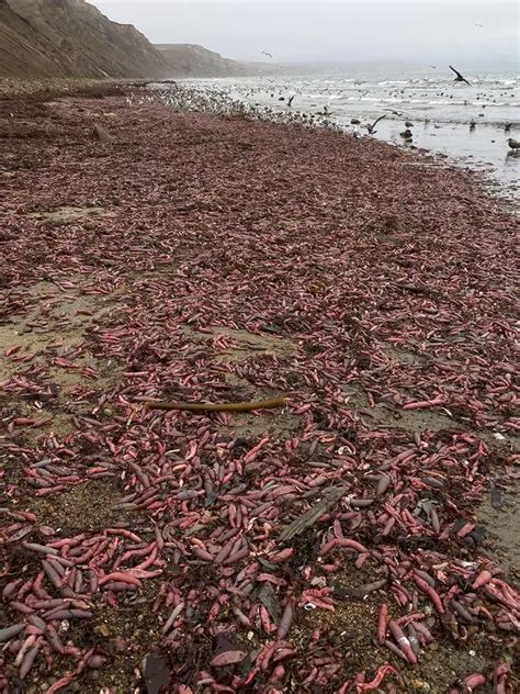 Thousands Of 10 Inch Penis Fish Wash Up On California Beach Following