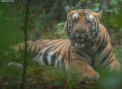 A Tribute To Challenger A Heartthrob Of Bandhavgarh National Park