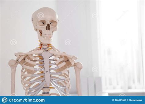 Human Skeleton Model In Modern Orthopedist`s Office Stock Image Image