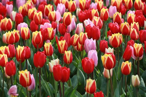 LỊch SỬ VÀ Ý NghĨa CỦa QuỐc Hoa HÀ Lan Hoa Tulip Du Học Edulinks