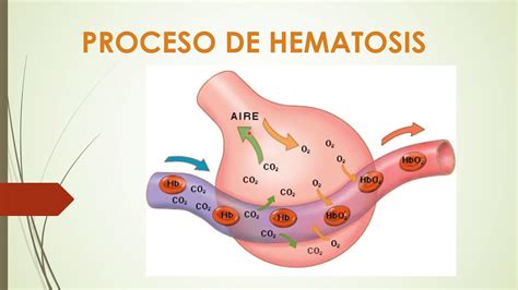 Morfo FunciÓn La Hematosis Youtube