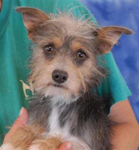 Frankie Is An Adorable Young Yorkshire Terrier Mix With A Gentle Spirit