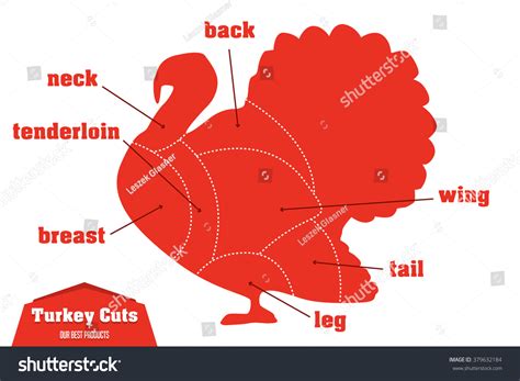 Turkey Cuts Infographic Set Of Meat Parts Vector Illustration