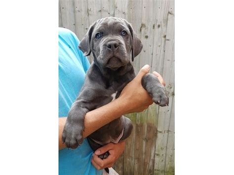 37 Blue Cane Corso Puppies For Sale Pic Bleumoonproductions
