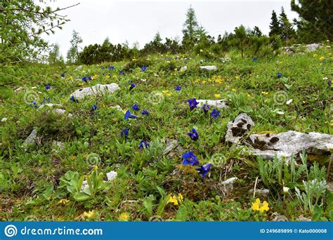 Alpine Meadow With Clusius Gentian Gentiana Clusii Blue Flowers Stock