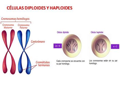 Células Diploides Y Haploides Materno