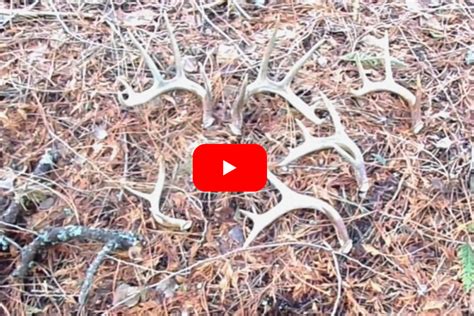 Lucky Shed Hunter Finds 6 Antlers In One Spot In Five Minutes Wide