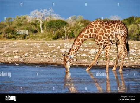 Beautiful Giraffe Is Drinking In A Waterhole In A Namibian Park Stock